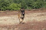 MALINOIS 036